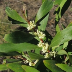 Hakea salicifolia (Willow-leaved Hakea) at Theodore, ACT - 22 Sep 2021 by MichaelBedingfield