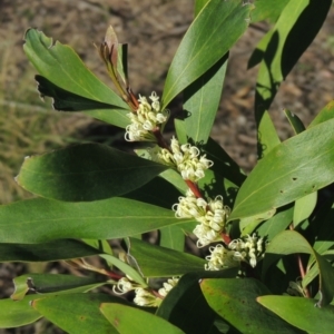 Hakea salicifolia at Theodore, ACT - 22 Sep 2021