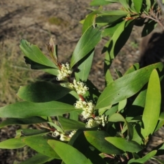 Hakea salicifolia at Theodore, ACT - 22 Sep 2021 04:18 PM