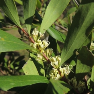 Hakea salicifolia at Theodore, ACT - 22 Sep 2021