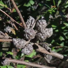 Hakea salicifolia at Theodore, ACT - 22 Sep 2021 04:18 PM