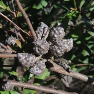 Hakea salicifolia at Theodore, ACT - 22 Sep 2021 04:18 PM