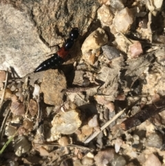 Staphylinidae (family) (Rove beetle) at Tidbinbilla Nature Reserve - 9 Oct 2021 by Tapirlord