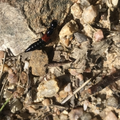 Staphylinidae (family) (Rove beetle) at Paddys River, ACT - 9 Oct 2021 by Tapirlord