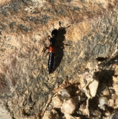 Staphylinidae (family) at Paddys River, ACT - 9 Oct 2021