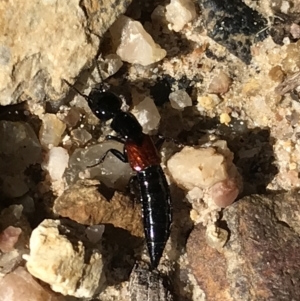 Staphylinidae (family) at Paddys River, ACT - 9 Oct 2021