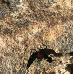 Staphylinidae (family) at Paddys River, ACT - 9 Oct 2021