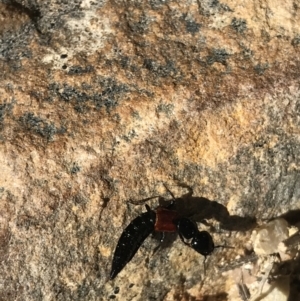 Staphylinidae (family) at Paddys River, ACT - 9 Oct 2021