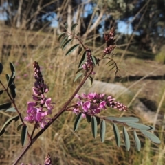 Indigofera australis subsp. australis (Australian Indigo) at Tuggeranong Hill - 22 Sep 2021 by michaelb