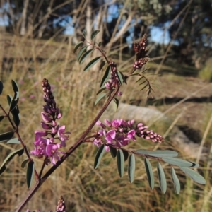 Indigofera australis subsp. australis at Theodore, ACT - 22 Sep 2021 04:21 PM