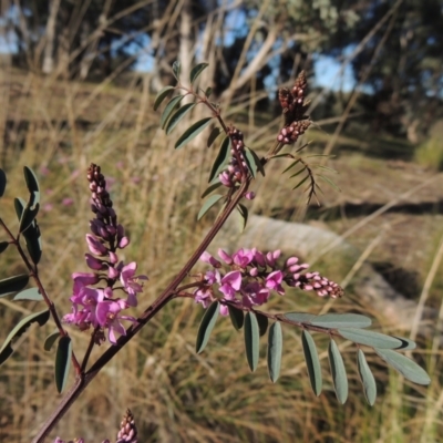 Indigofera australis subsp. australis (Australian Indigo) at Theodore, ACT - 22 Sep 2021 by MichaelBedingfield