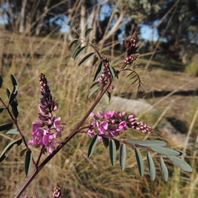 Indigofera australis subsp. australis (Australian Indigo) at Tuggeranong Hill - 22 Sep 2021 by michaelb