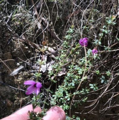 Tetratheca bauerifolia (Heath Pink-bells) at Tidbinbilla Nature Reserve - 9 Oct 2021 by Tapirlord