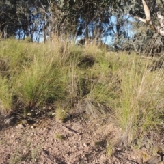 Rytidosperma pallidum (Red-anther Wallaby Grass) at Theodore, ACT - 22 Sep 2021 by MichaelBedingfield