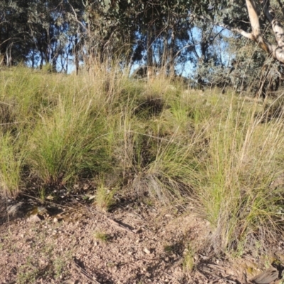 Rytidosperma pallidum (Red-anther Wallaby Grass) at Tuggeranong Hill - 22 Sep 2021 by michaelb
