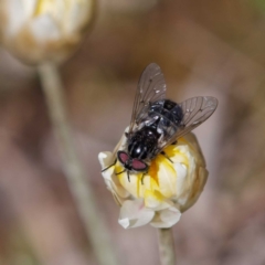 Tabanidae (family) (Unidentified march or horse fly) at Mount Ainslie - 17 Oct 2021 by DPRees125