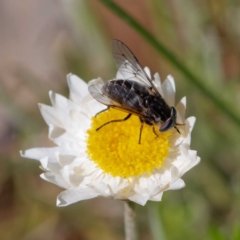 Tabanidae (family) at Pialligo, ACT - 17 Oct 2021