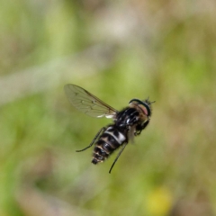 Tabanidae (family) at Pialligo, ACT - 17 Oct 2021