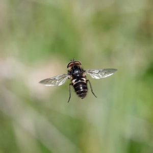 Tabanidae (family) at Pialligo, ACT - 17 Oct 2021 11:56 AM