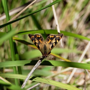 Argynnina cyrila at Paddys River, ACT - 9 Oct 2021