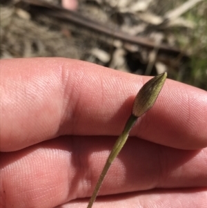 Caladenia sp. at Paddys River, ACT - 9 Oct 2021