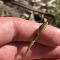 Caladenia sp. at Paddys River, ACT - 9 Oct 2021