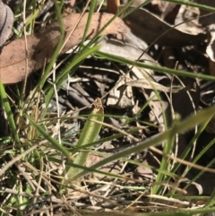 Caladenia sp. at Paddys River, ACT - 9 Oct 2021