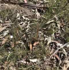 Caladenia sp. at Paddys River, ACT - suppressed