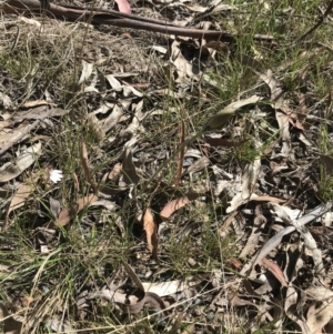 Caladenia sp. at Paddys River, ACT - 9 Oct 2021