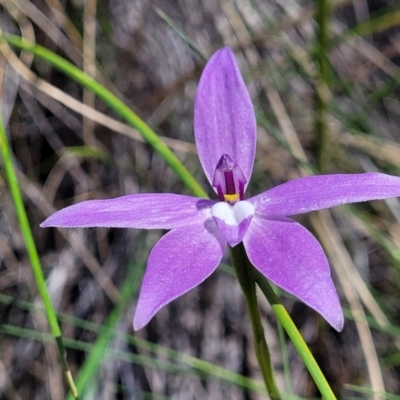 Glossodia major (Wax Lip Orchid) at Bruce Ridge - 19 Oct 2021 by trevorpreston