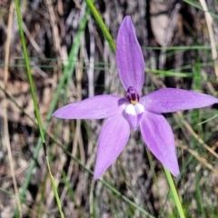 Glossodia major at Bruce, ACT - suppressed