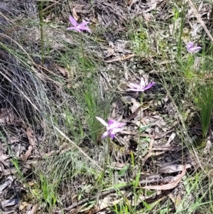 Glossodia major at Bruce, ACT - suppressed