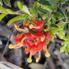 Grevillea alpina (Mountain Grevillea / Cat's Claws Grevillea) at Bruce Ridge - 19 Oct 2021 by trevorpreston