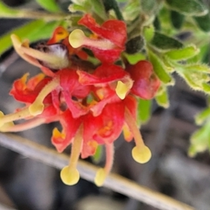 Grevillea alpina at Bruce, ACT - 19 Oct 2021