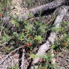 Grevillea alpina at Bruce, ACT - 19 Oct 2021