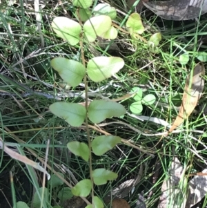 Pellaea calidirupium at Paddys River, ACT - 9 Oct 2021