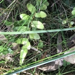 Pellaea calidirupium at Paddys River, ACT - 9 Oct 2021