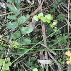 Pellaea calidirupium at Paddys River, ACT - 9 Oct 2021