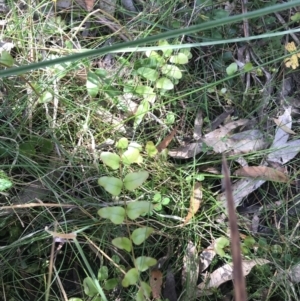 Pellaea calidirupium at Paddys River, ACT - 9 Oct 2021