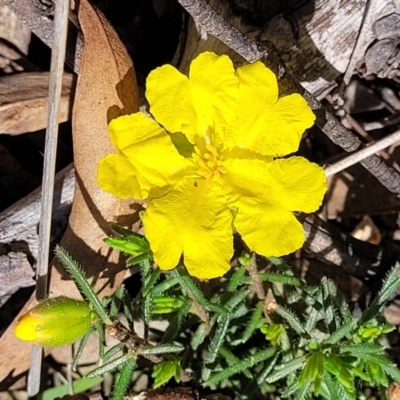 Hibbertia calycina (Lesser Guinea-flower) at Bruce, ACT - 19 Oct 2021 by trevorpreston