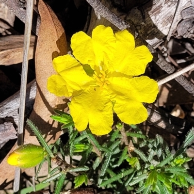 Hibbertia calycina (Lesser Guinea-flower) at Bruce Ridge - 19 Oct 2021 by trevorpreston