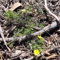 Hibbertia calycina at Bruce, ACT - 19 Oct 2021 12:38 PM