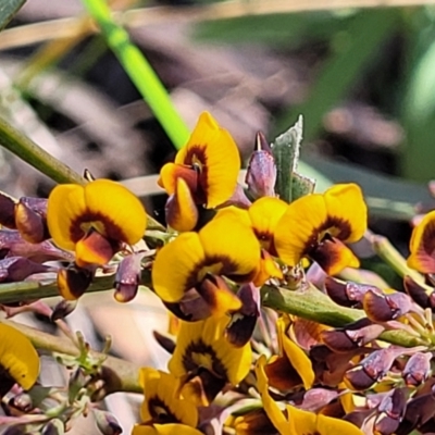 Daviesia mimosoides subsp. mimosoides at Bruce, ACT - 19 Oct 2021 by trevorpreston