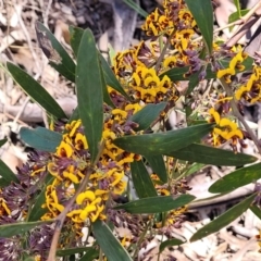 Daviesia mimosoides subsp. mimosoides at Bruce, ACT - 19 Oct 2021