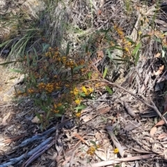 Daviesia mimosoides subsp. mimosoides at Bruce, ACT - 19 Oct 2021