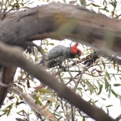 Callocephalon fimbriatum (Gang-gang Cockatoo) at Currawang, NSW - 18 Oct 2021 by camcols