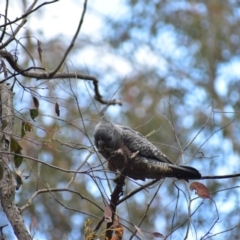 Callocephalon fimbriatum at Currawang, NSW - suppressed