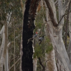 Callocephalon fimbriatum at Currawang, NSW - suppressed