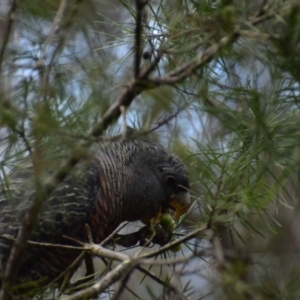 Callocephalon fimbriatum at Currawang, NSW - suppressed