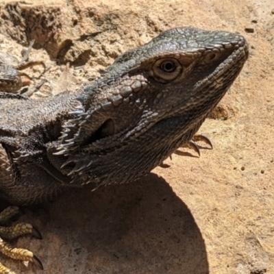 Pogona barbata (Eastern Bearded Dragon) at QPRC LGA - 18 Oct 2021 by camcols